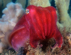 Red Cuttle, Kurnell by Doug Anderson 